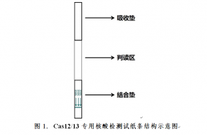 Cas12/13专用核酸检测试纸条
